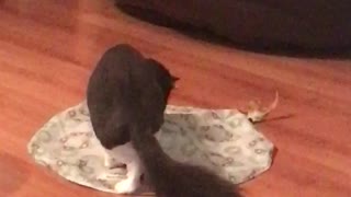 Black and white cats play with toy under piece of cloth