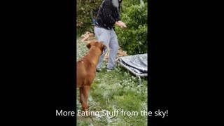 Australian Spring Snow With African Dog; Rare!