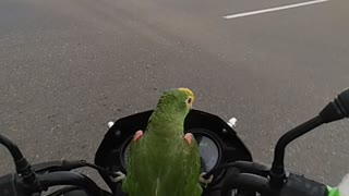 Parrot Loves His Motorcycle Ride