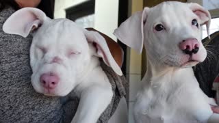 Blind Puppy And Her ‘Seeing-Eye Dog’ Are Looking For Forever Home