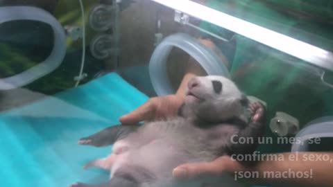 Incredible Moment Panda Mum Gives Birth To Wrinkly Cubs As Zoo Asks The Public For Names
