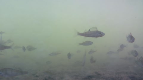 Underwater footage with some freshwater fish (Asp, Bleak, Chub, Perch, Ruffe, Roach, Sunfish)