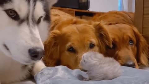 Golden Retrievers 🐕 and Husky 🐶 Meeting Their Best Friends Newborn Kitten🐱