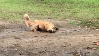 Golden retriever rolls around in the mud