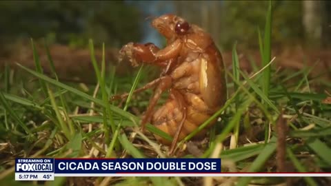 U.S. to face extremely rare “cicada-geddon” as two generations of over 100 trillion cicadas will emerge together