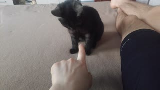 Cat (3 month years-old) play with hand