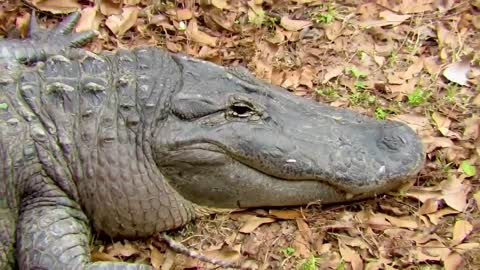 Close up of Alligator