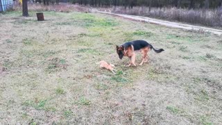 Animal Pals Playing in the Yard