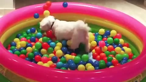 Dog jumps into ball pit in epic slow motion
