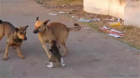 Cat wins fighting two dog