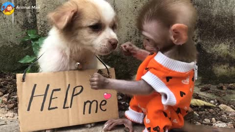 Baby monkey Mini helps puppie BiBi, Mini Monkey, Animals home