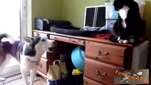 Cats and Dogs Meeting Each other For The 1st Time
