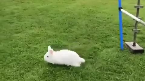 I believe i can fly | cute rabbit playing