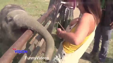 Funny Animals Videos | Funny Girl | Funny girl Fails | funny zoo Animals