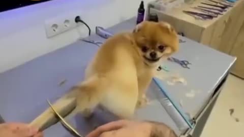 New style dog tail cutting