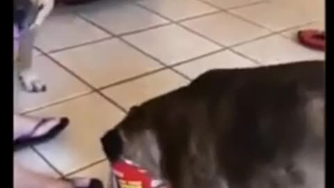 Big dog is waiting viral video trending