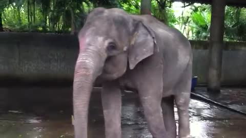 Elephant loves to dance