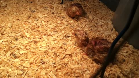 Just hatched baby chicks!