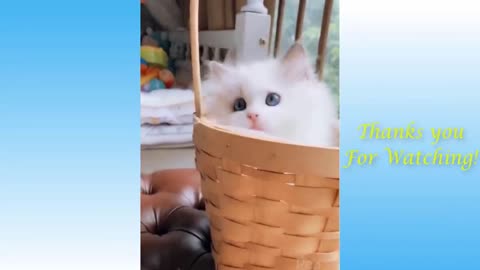 Cute Funny Pets - Cute Doggies and Cats compilation 22