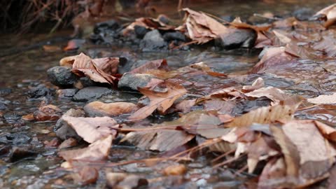 Water and Leaves on River