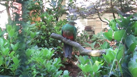 Resplendent Quetzal Bird Sound