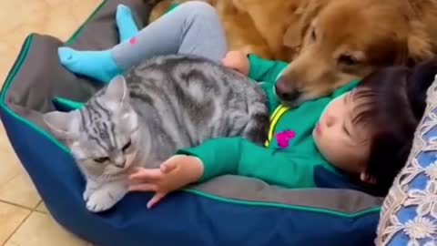 #funny video cat and dog 2022