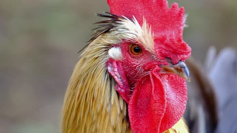 Watch the rooster up close with great music