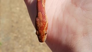 Handling one of my cornsnakes