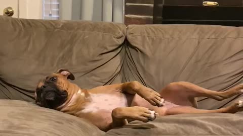 Hilarious Doggy Just Can't Seem To Get Comfortable