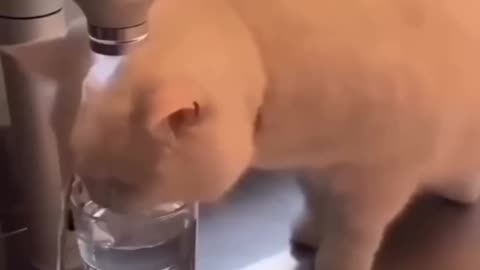 Cute cat viral video