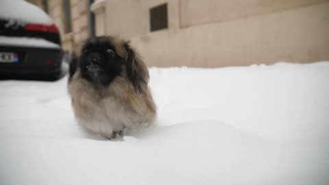 Funny dog running in the snow pekingese sow motion epic Montpellier France snowy road