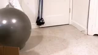French bulldog plays with exercise ball
