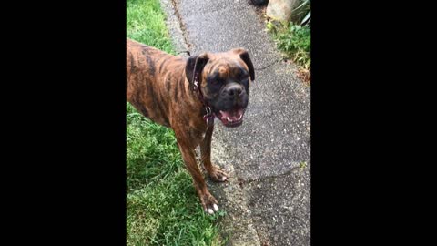 Boxer super excited about digging hole