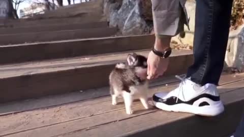 Teacup Husky Puppy!!