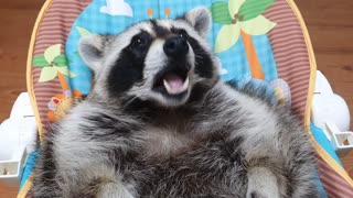 Raccoon lies in the baby bouncer and prepares to sleep by chewing milk-flavored gum.