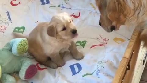 Golden Retriever's Reaction To A Litter Of Puppies Is Absolutely Priceless