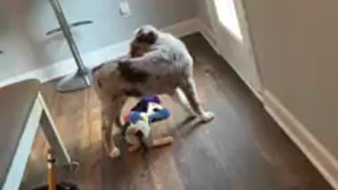 Aussie puppy figures out how to ring potty training bell