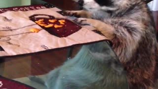 Raccoon eating his snacks at the table!