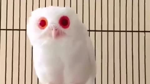 Rare Magical White Cute Owl With Red Eyes