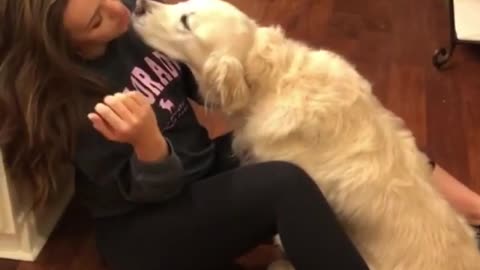 Sweet Golden Retriever Just Wants To Cuddle