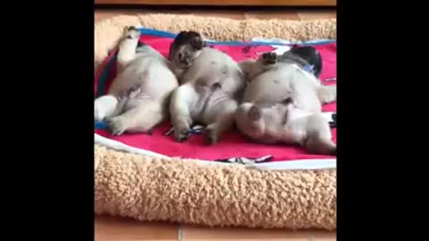 Cutest dogs and puppies in the world video 32