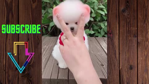 Cute puppy video | funny pets