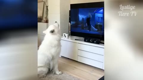 OMG Super Cute ♡ Best Funny Cats and Dogs Compilation 2021