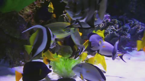 Colorful Fishes Playing Around In The Ocean