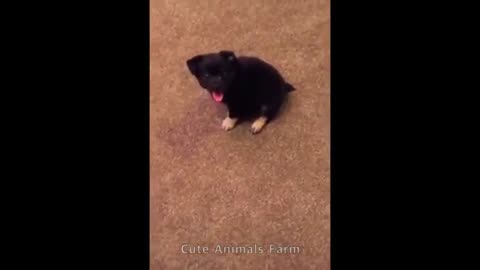 Cute Funny 🐶😻 Pets Animals Awesome Videos