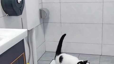 Funny and Cute Cats Videos #139