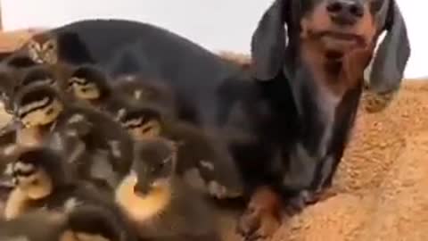 dog naps with sweet newborn ducklings