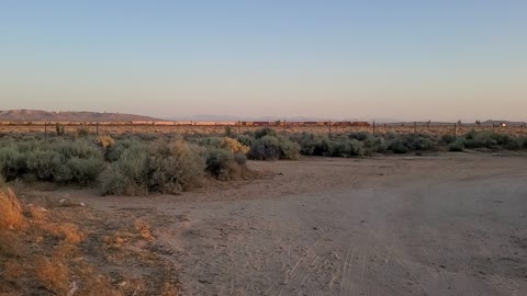 Freight Train and random Dog in distance