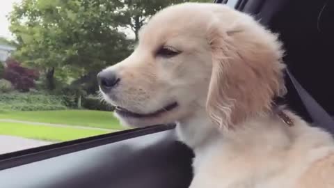 Puppy enjoying a car ride