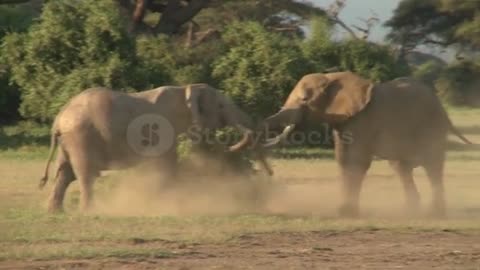 Elephant Fighting video Rare